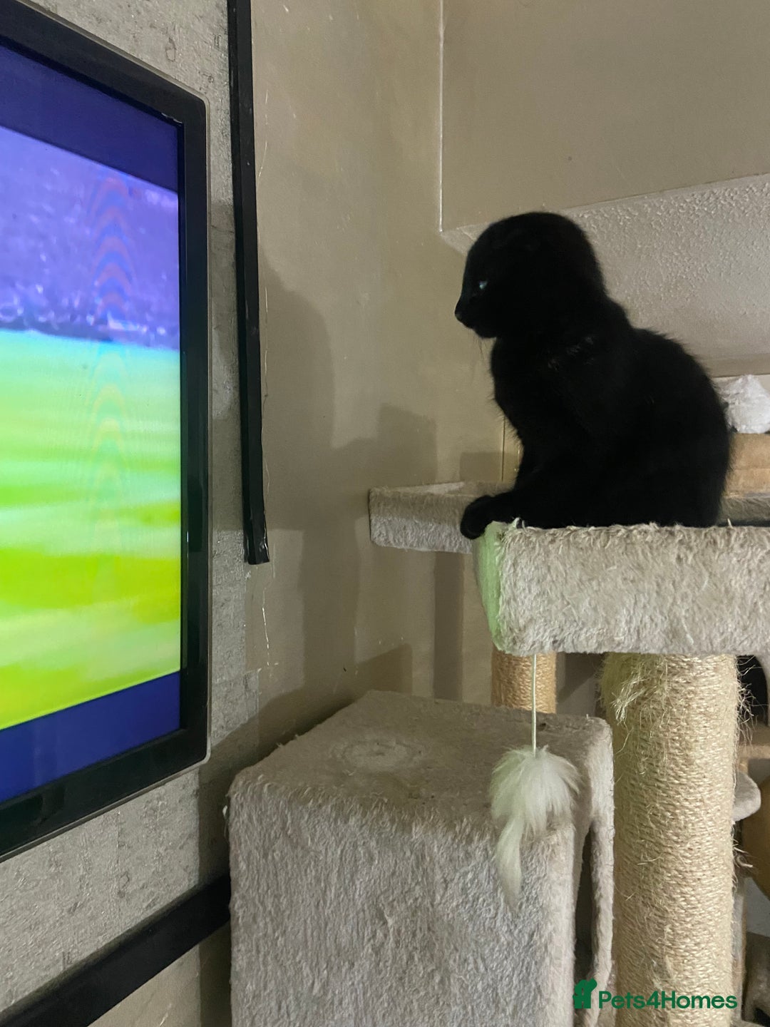 Mixed Breed cats for sale: Scottish fold cross for sale  - Image 21