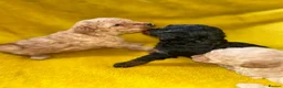 Toy Poodle dogs for sale: Kc toy poodle puppies - Advert 13
