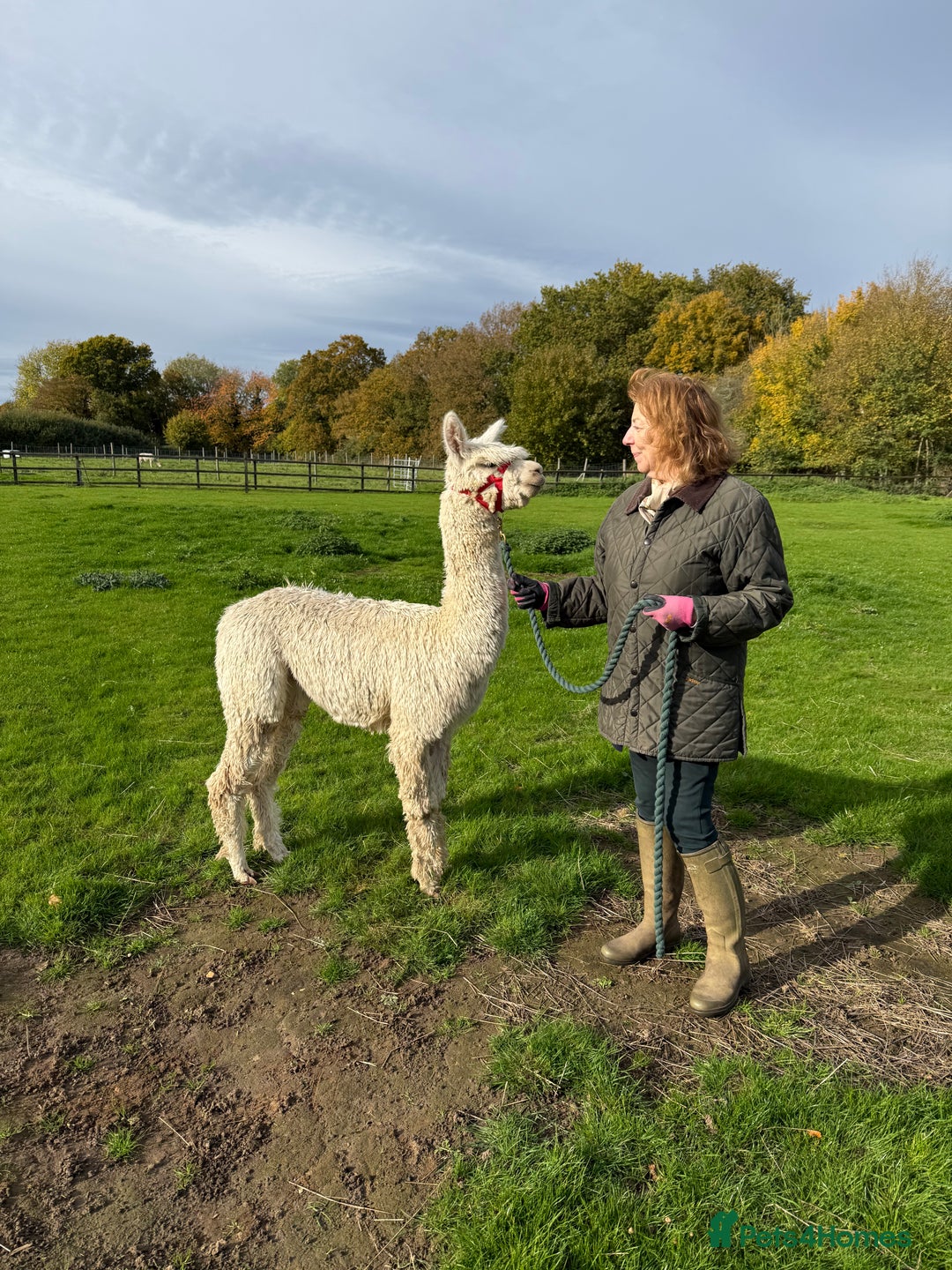 Alpaca livestock for sale: Pet Male Alpacas For Sale - Advert 3