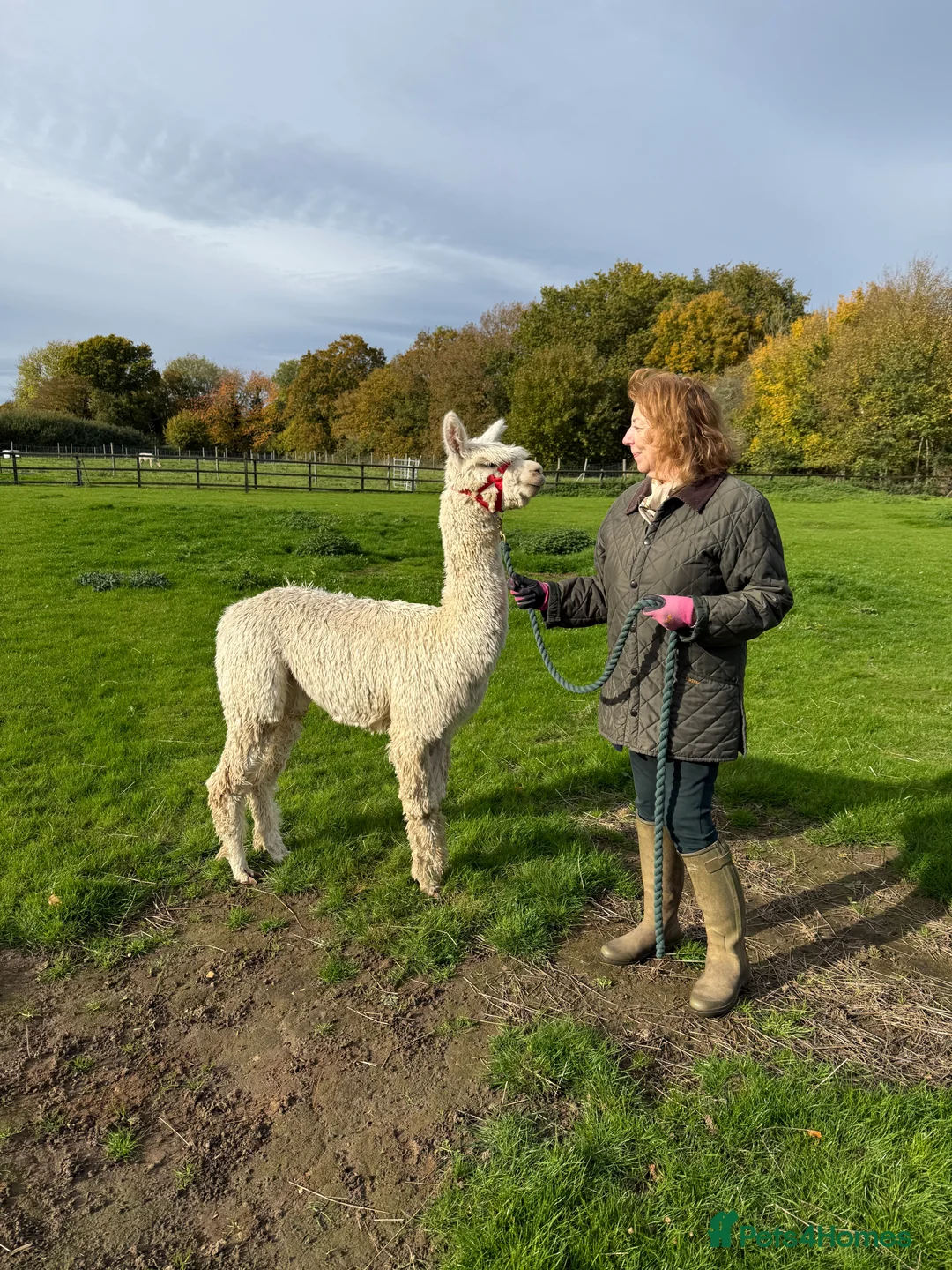 Alpaca livestock for sale: Four Pet Male Alpaca - Advert 3