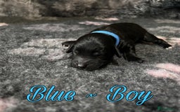 Mixed Breed dogs for sale: Cavapoochon puppies  - Image 2