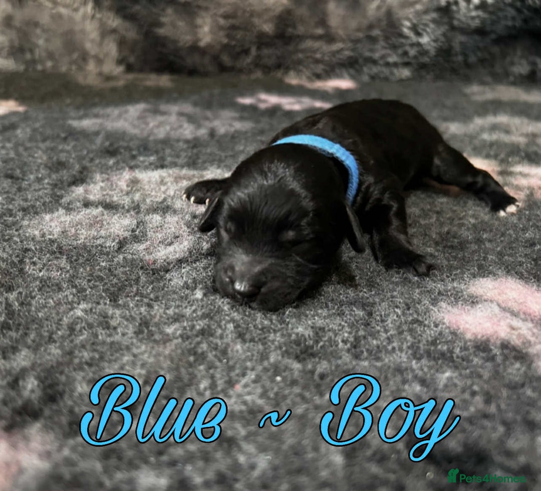 Mixed Breed dogs for sale: Cavapoochon puppies  - Image 2