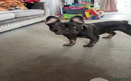 French Bulldog dogs for sale: Navy  - Image 3