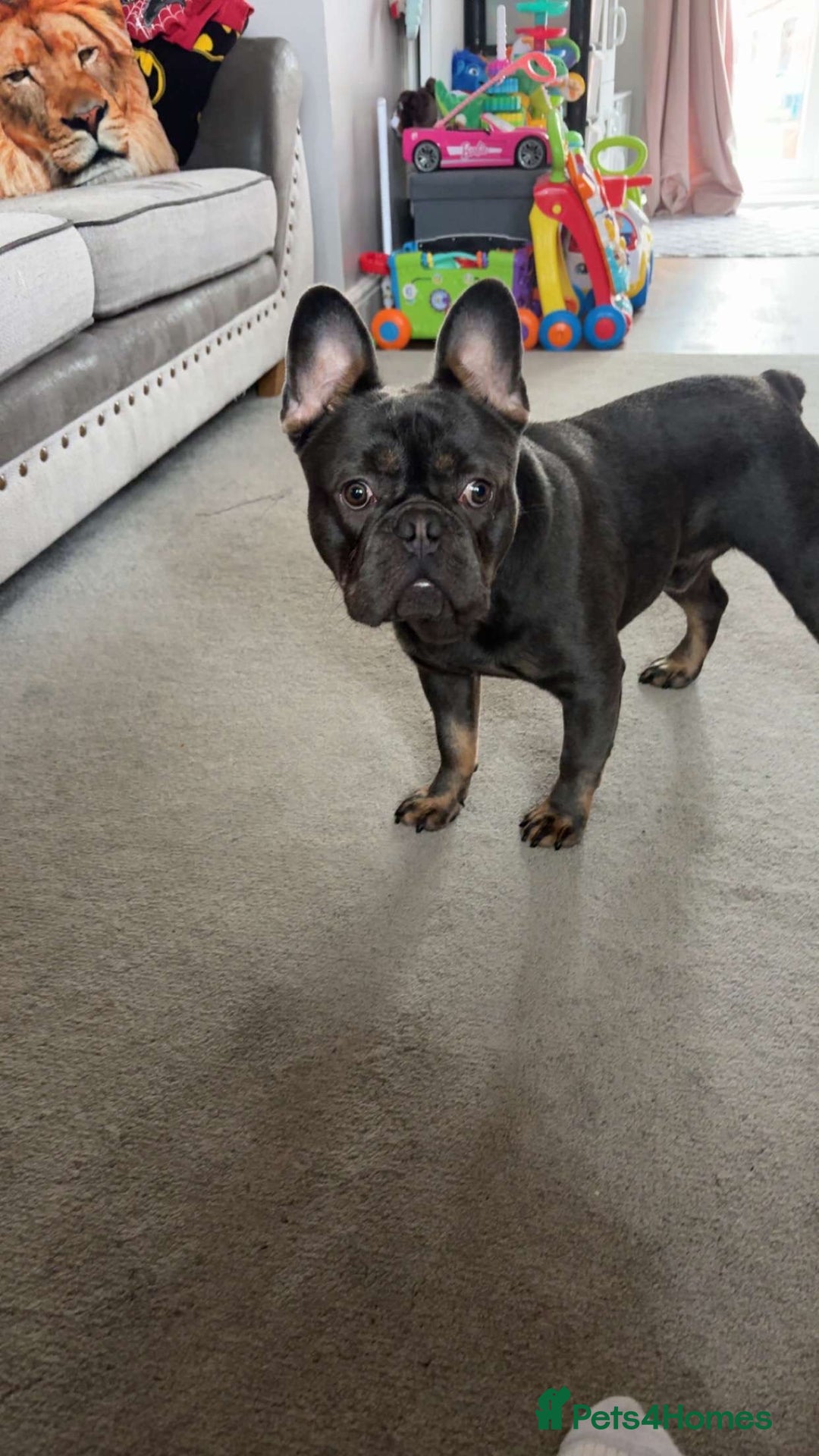 French Bulldog dogs for sale: Navy  - Image 3