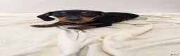 Miniature Dachshund dogs for sale: Ready to Go Beautiful miniature Dachshund  - Advert 15