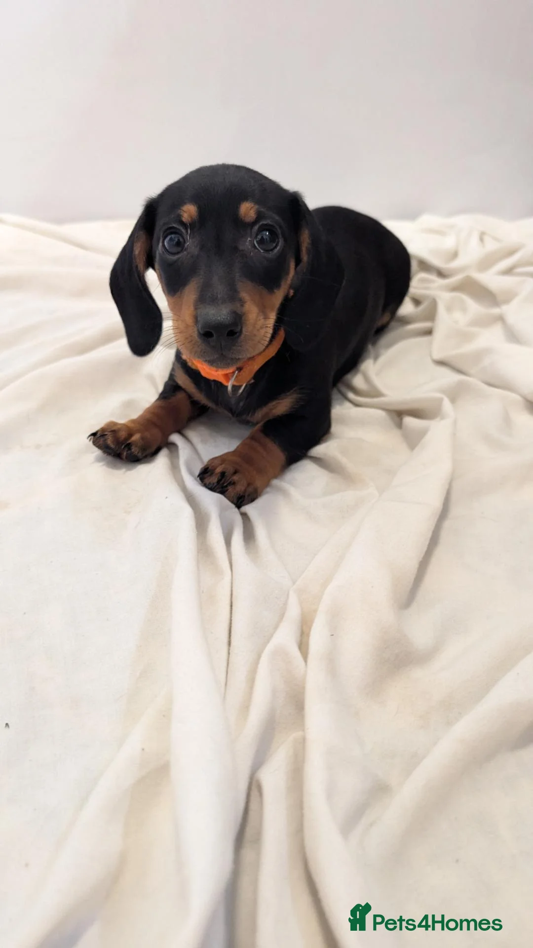 Miniature Dachshund dogs for sale: Ready to Go Beautiful miniature Dachshund  - Advert 15