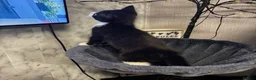 Mixed Breed cats for sale: Beautiful tuxedo kittens - Advert 25