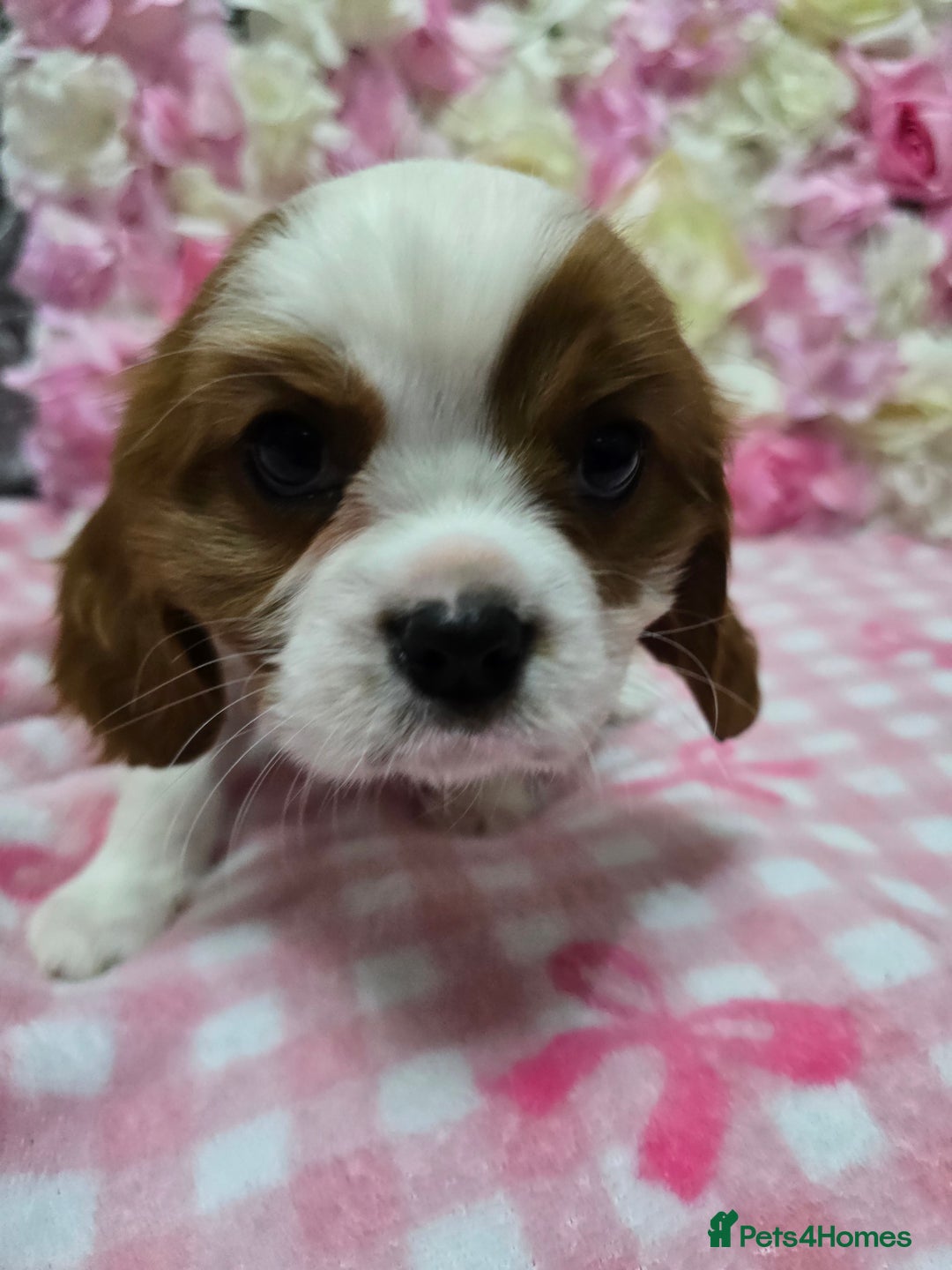 Cavalier King Charles Spaniel dogs for sale: KC registered from Health Tested parents  - Advert 6