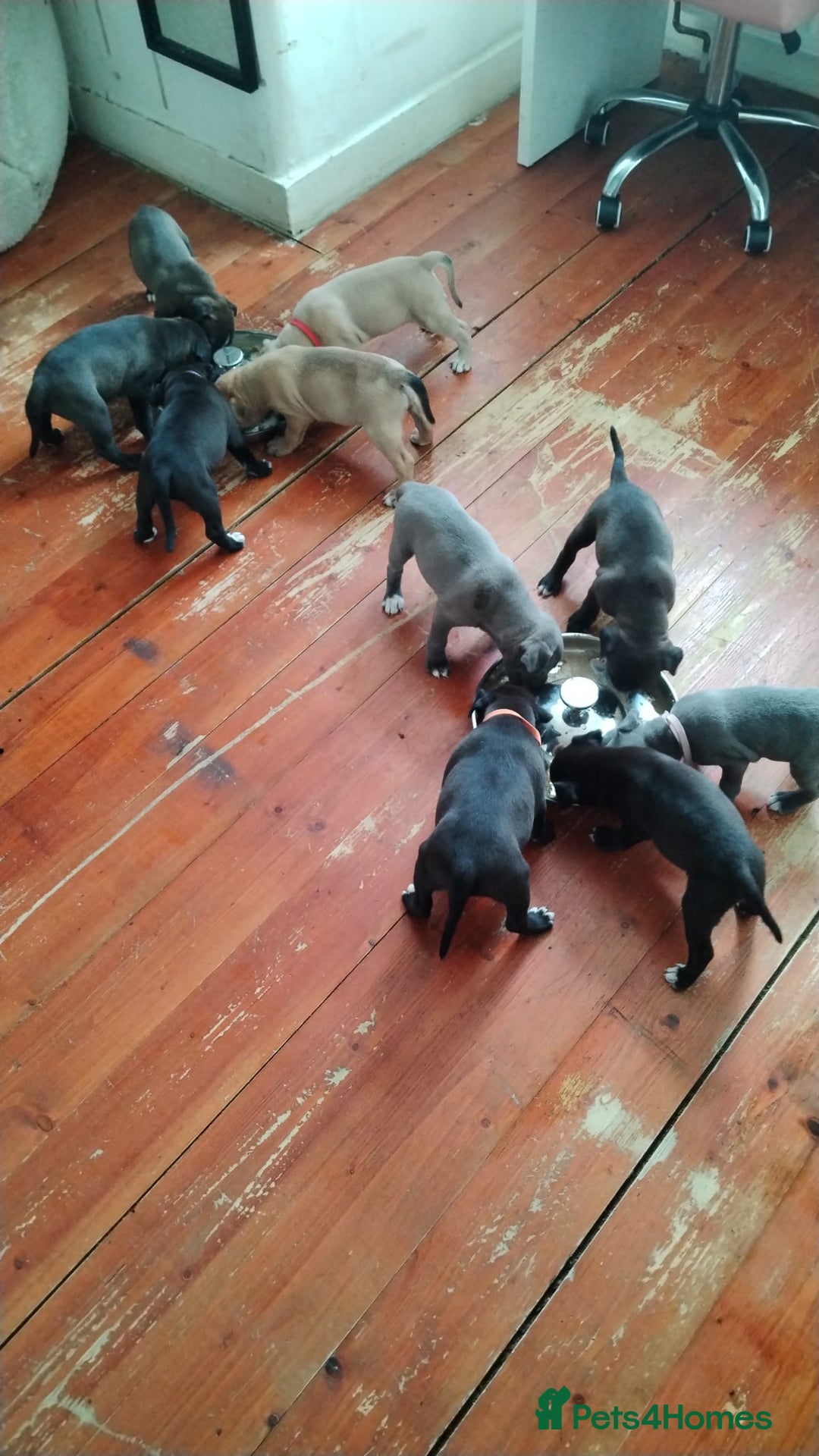 Mixed Breed dogs for sale: Beautiful mix staffy available  - Image 2