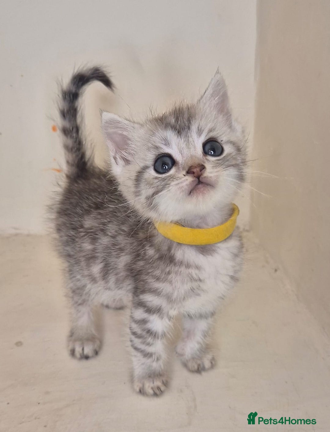 Mixed Breed cats for sale: Bengal x british short hair - Image 4