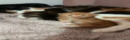 Mixed Breed cats for sale: Mixed Kittens in Nelson - Advert 9