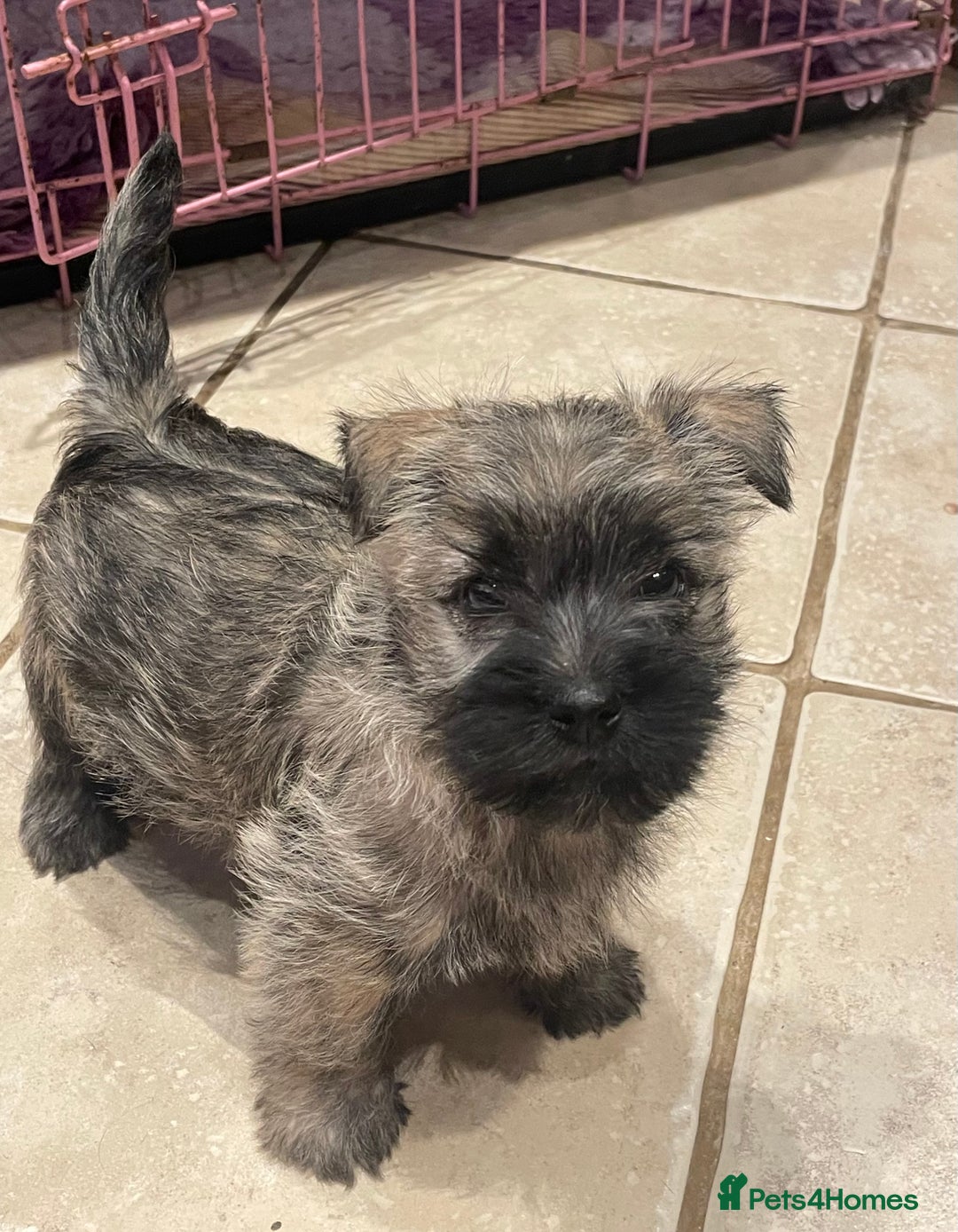 Cairn Terrier dogs for sale: Stunning cairn terrier puppies  - Image 13