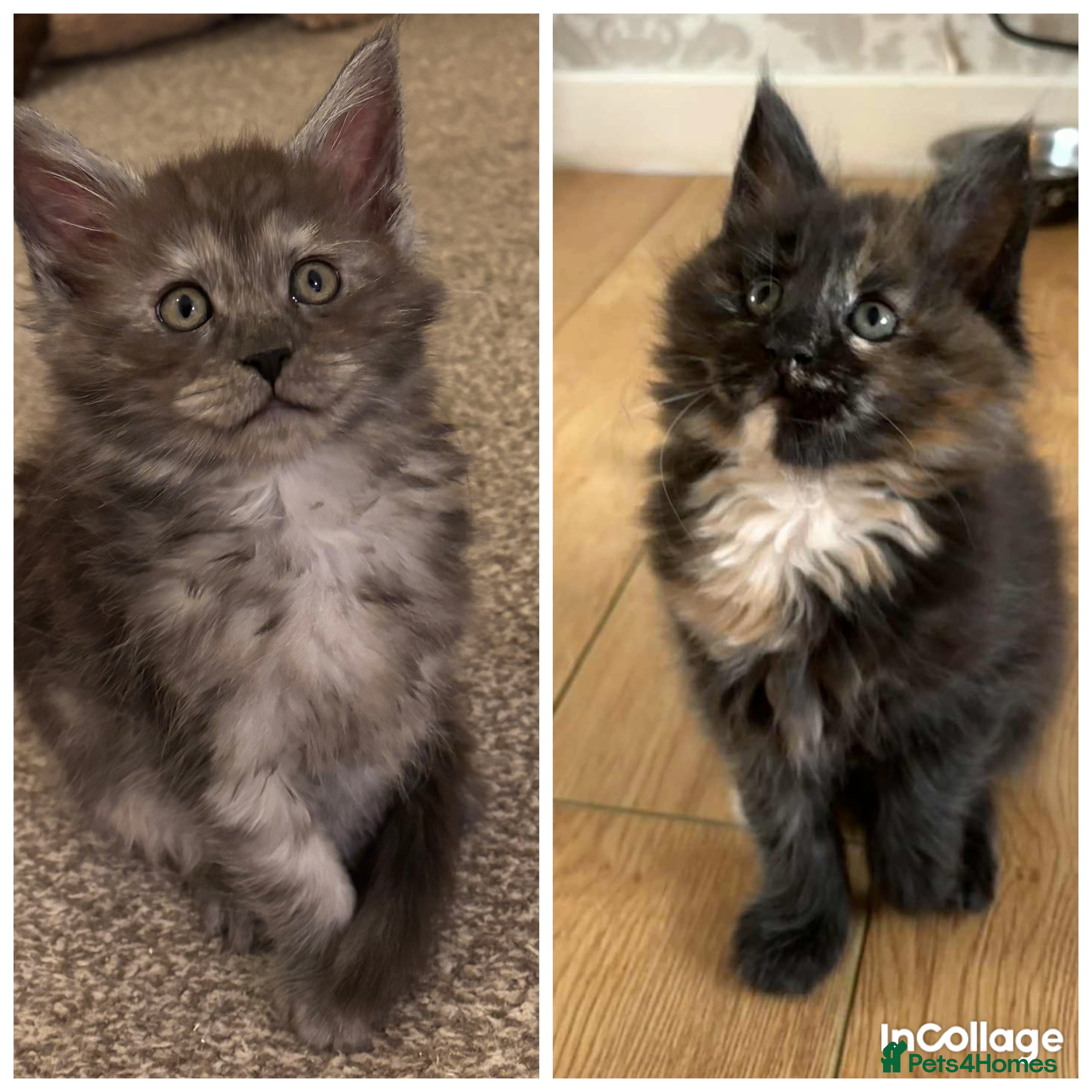 Maine Coon cats Maine Coon Kittens for sale- Two girls left - Advert 6