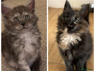 Maine Coon cats Maine Coon Kittens for sale- Two girls left - Advert 6
