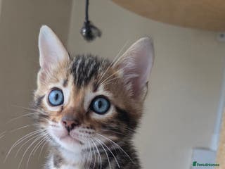 Bengal cats TICA-registered Bengal kitten available, last one! - Advert 11