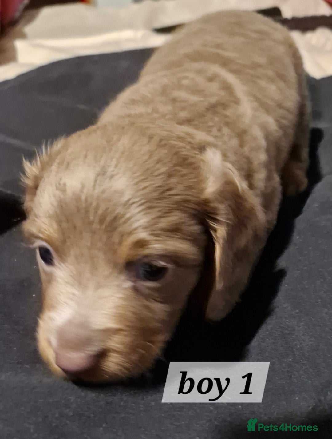 Dachshund dogs for sale: 7 beautiful dachshunds puppys - Image 31