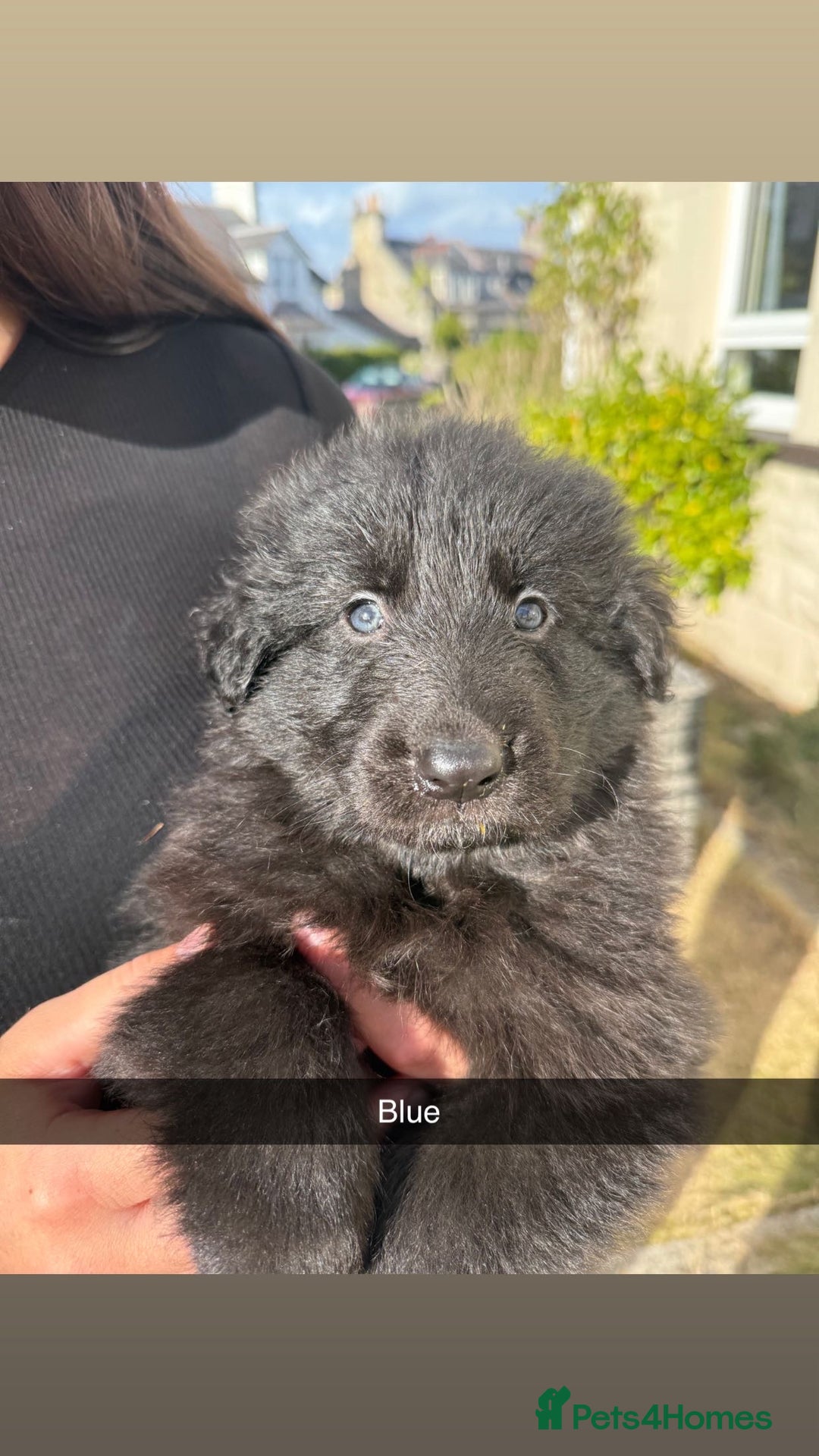 German Shepherd dogs for sale: German shepherd puppies  - Image 7