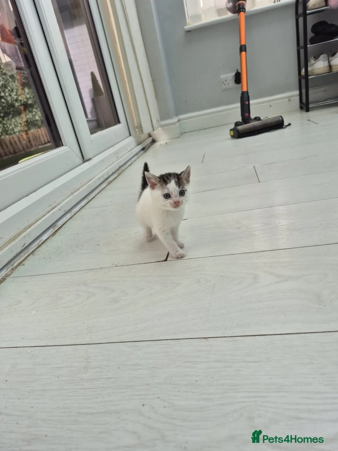 Mixed Breed cats for sale: 1 female, 3 male kittens for sale - Advert 2