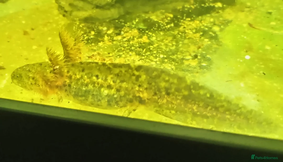 Mixed Breed livestock for sale: Axolotl  - Advert 2