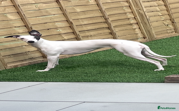 Whippet dogs Whippets  - Advert 5