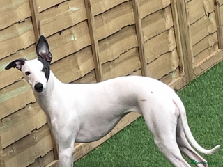 Whippet dogs Whippets - Advert 3