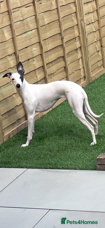 Whippet dogs Whippets - Advert 3