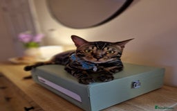 Bengal cats for sale: 11 month male Bengal - Image 4