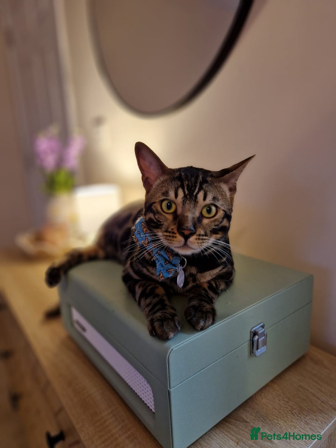 Bengal cats for sale: 11 month male Bengal - Image 4
