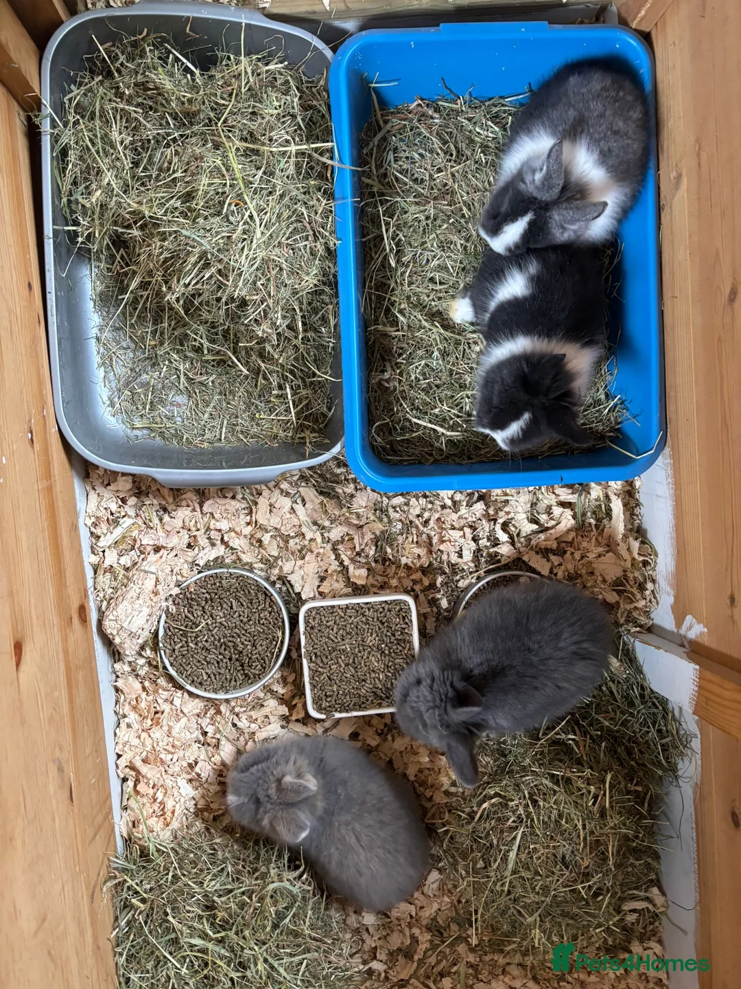 Mini Lion Lop rabbits for sale: Lion Lop Litter of Bunnies in Wolverhampton - Advert 2