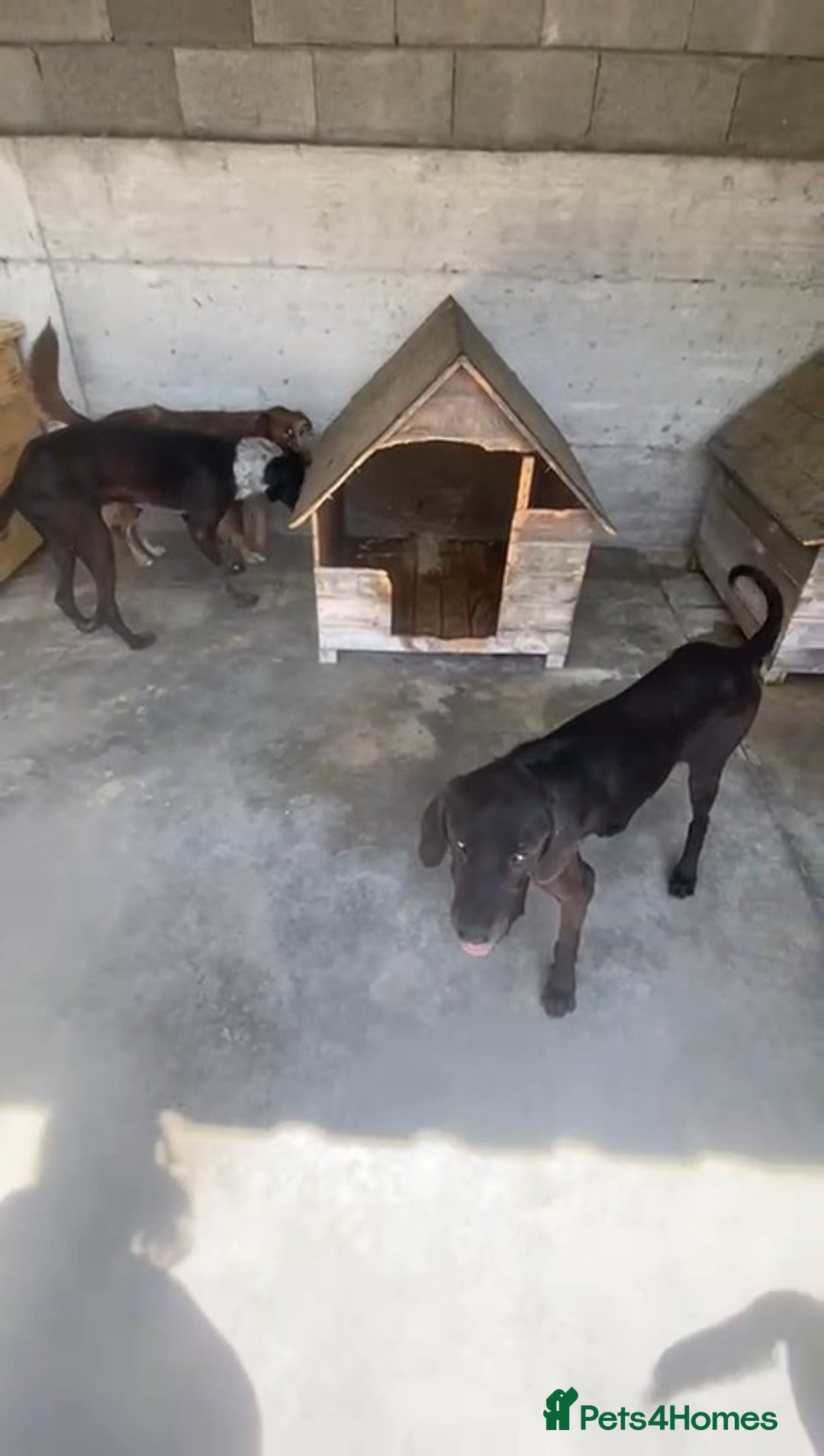 Pointer dogs for adoption: Emu, 8 months approx. Available for adoption. - Image 5