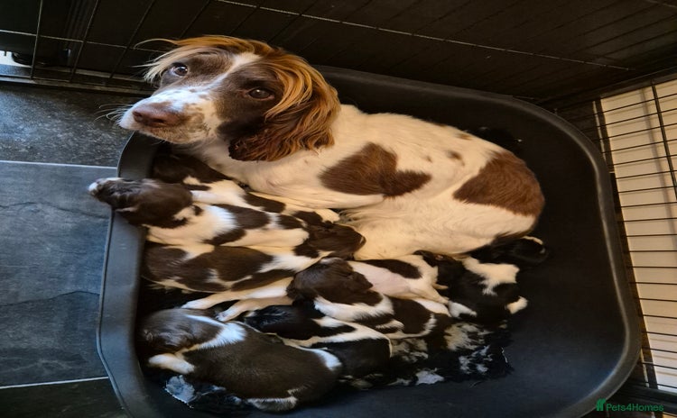 English Springer Spaniel dogs - Advert 1