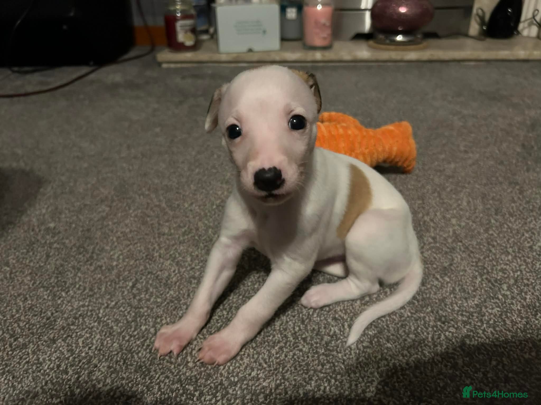 Whippet dogs Only one left! pedigree whippet puppies - Advert 2