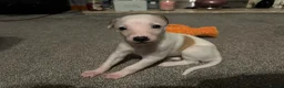 Whippet dogs for sale: Beautiful pedigree whippet puppies - Advert 6