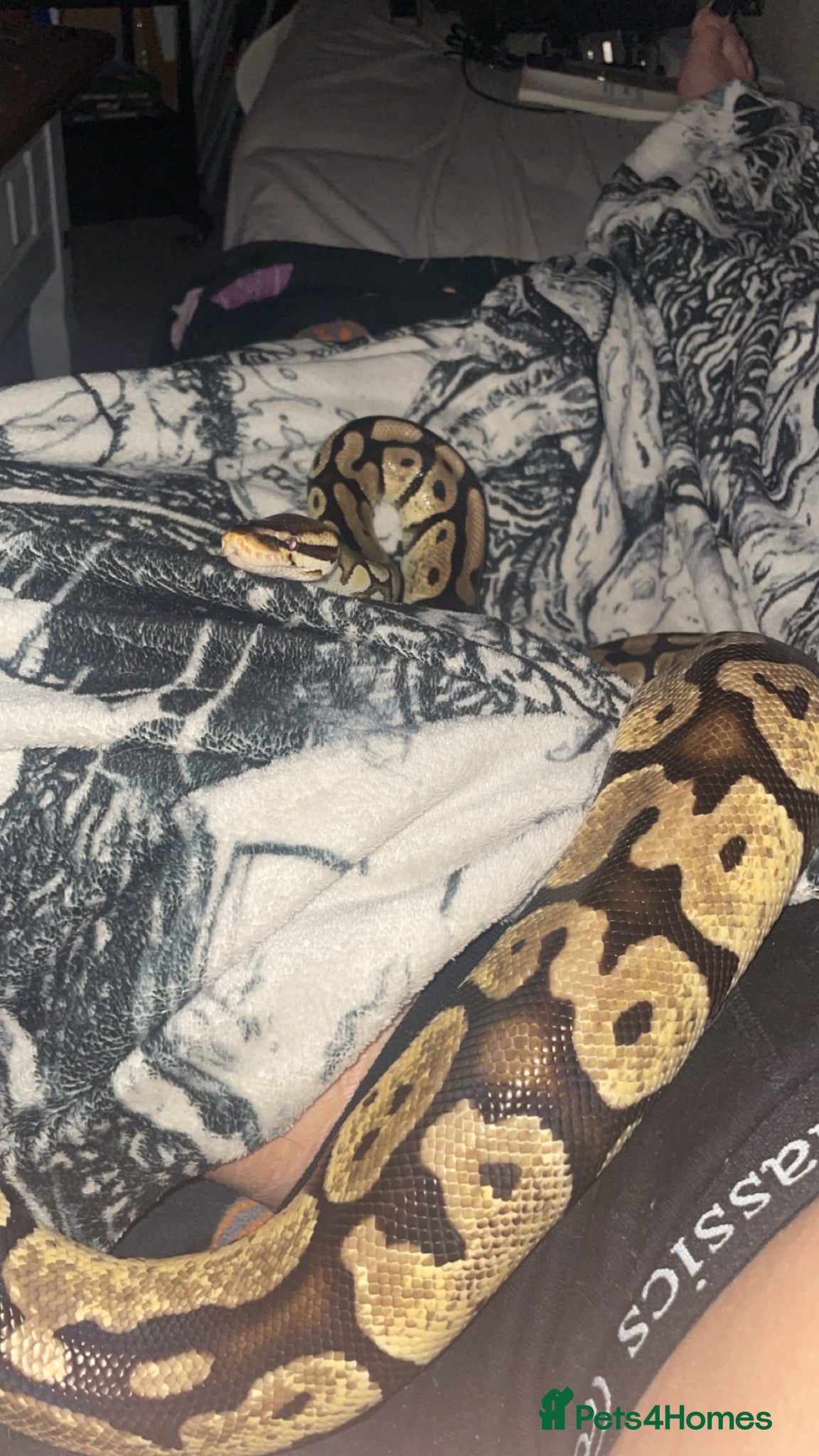 Python Snake reptiles for sale: 2 snakes (corn + royal python)  - Advert 1