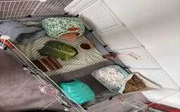 Guinea Pig rodents for sale: 2 male guinea pigs and setup - Advert 6