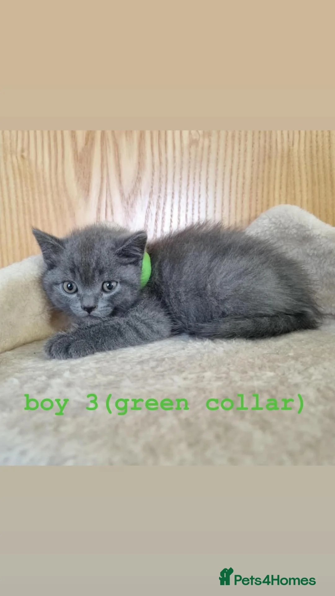 British Shorthair cats for sale: Beautiful British Shorthair - Advert 2