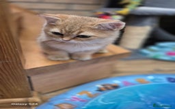 British Shorthair cats for sale: British shorthair  - Image 10