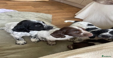 Sprocker dogs - Advert 1