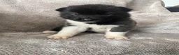 Akita dogs for sale: Beautiful Chunky American Akita Puppies - Advert 39