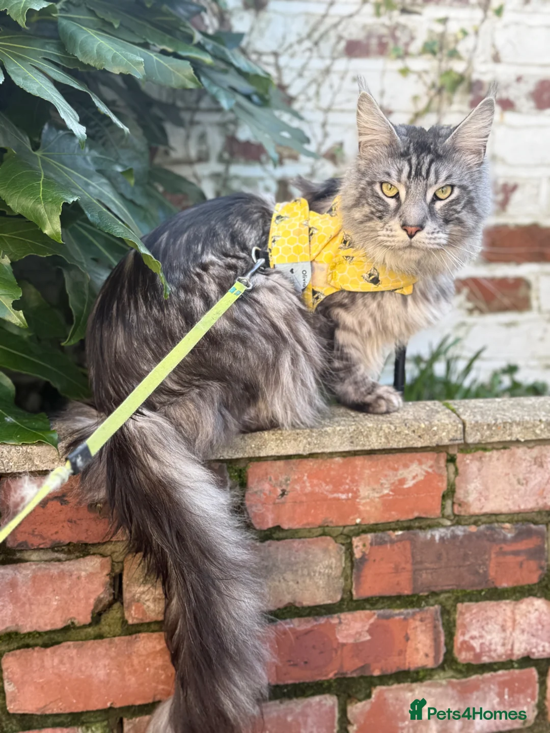Maine Coon cats for sale: Needs loving home  - Advert 3