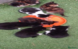 Mixed Breed cats for sale: Last 3 boys leady now  stunning kittens for sale - Image 3