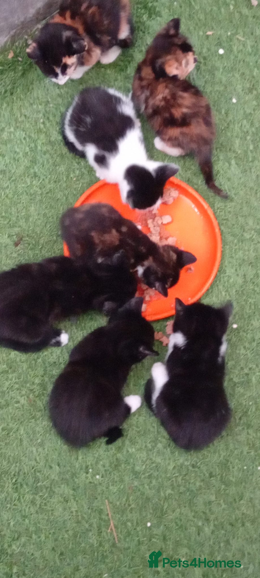 Mixed Breed cats for sale: Last 3 boys leady now  stunning kittens for sale - Image 3