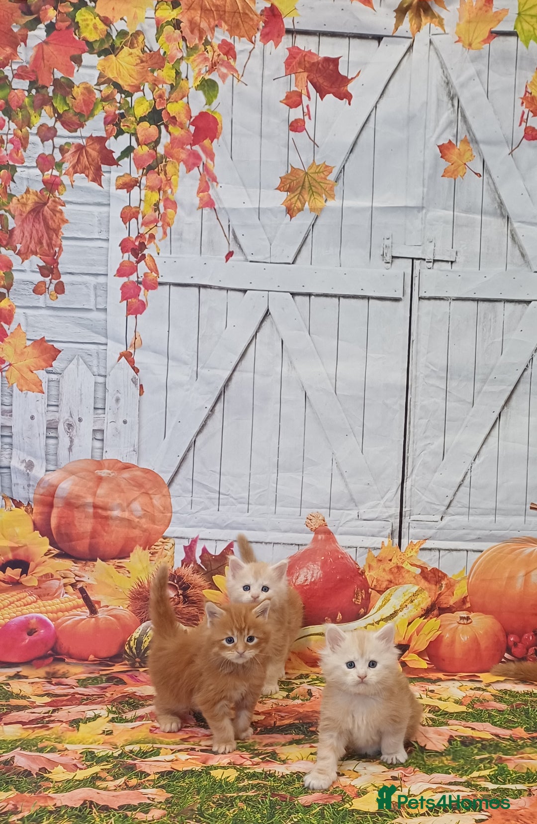 Maine Coon cats for sale: Maine Coon Kittens  - Advert 5