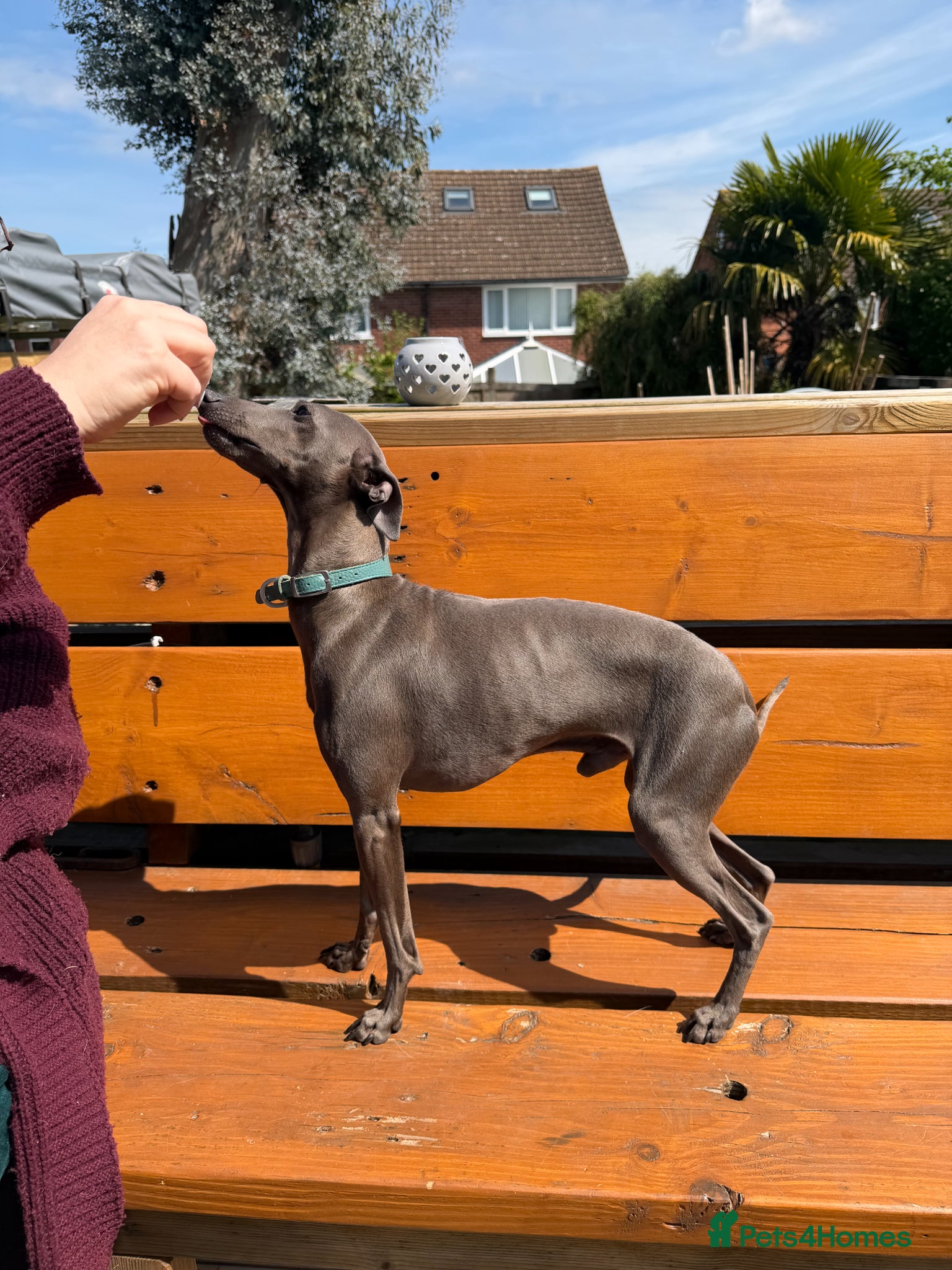 Italian Greyhound dogs Spanish import KC Italian greyhound for stud - Advert 1