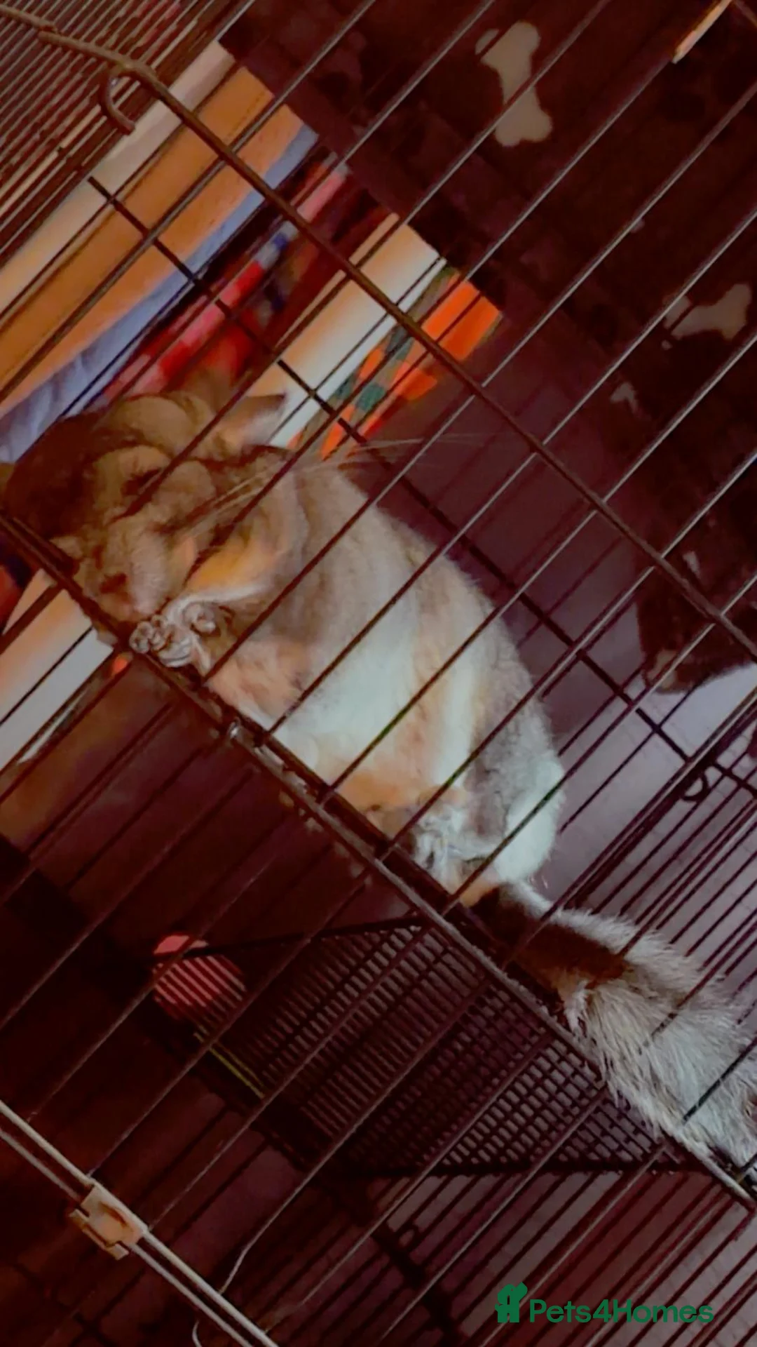 Chinchilla rodents for sale: 2 chinchillas for sale roughly 4/5 years old  in Birmingham - Advert 2