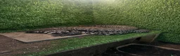 Lizard reptiles for sale: Argentine tegu  in Hoddesdon - Advert 3