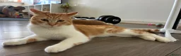 Mixed Breed cats for sale: 2 ginger brothers  - Advert 8