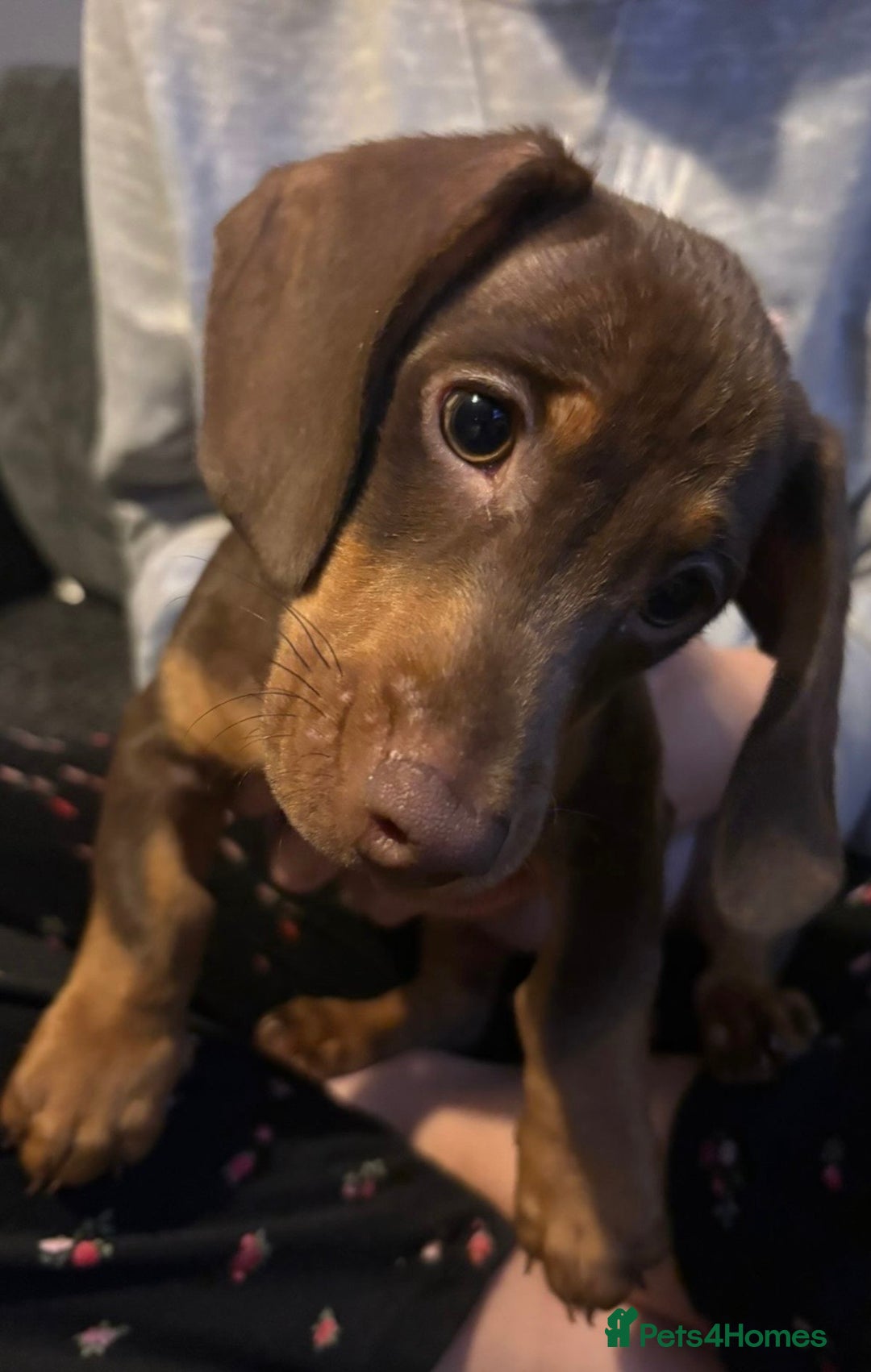 Miniature Dachshund dogs for sale: Miniature dachshund gorgeous boy  - Advert 4