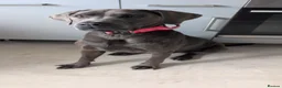 Mixed Breed dogs for sale: Beautiful bandog cross - Advert 3