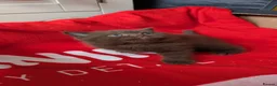 British Longhair cats for sale: Beautiful British Shorthair & Longhair Kittens 🐾 - Advert 6